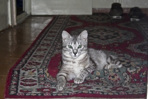 IMG 0004