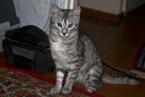 IMG 0006