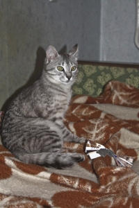 IMG 0011