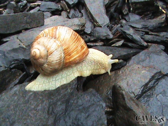 DSC02999