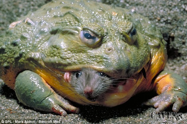 froggy